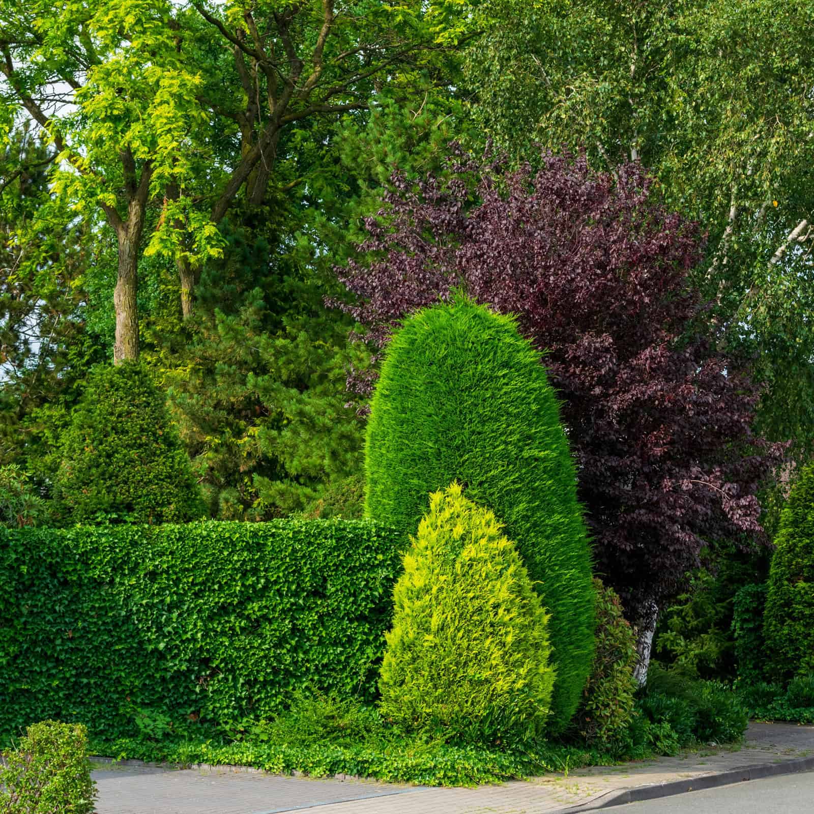 garden-placeholder